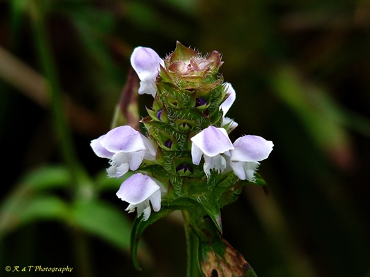 {Prunella vulgaris var. lanceolata}
